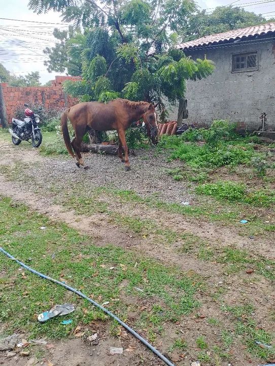 Cavalo dócil  - Foto 2