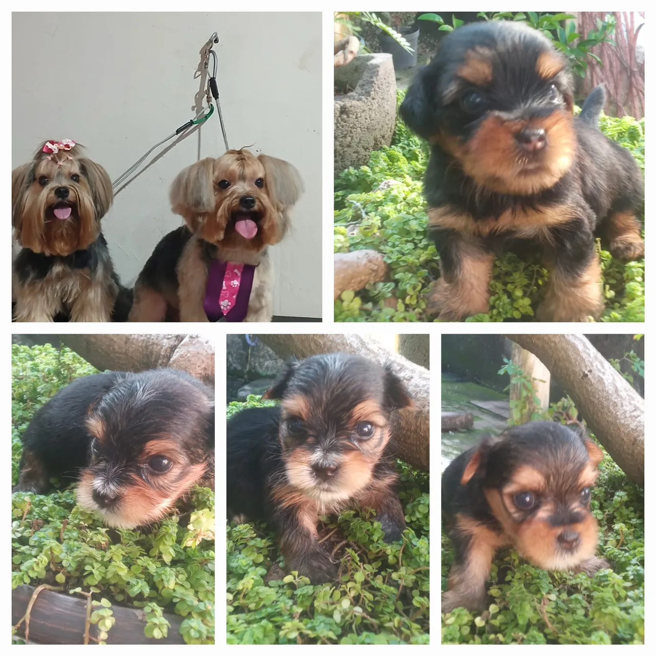 Filhotes de Yorkshire Terrier - Lindos e Carinhosos!