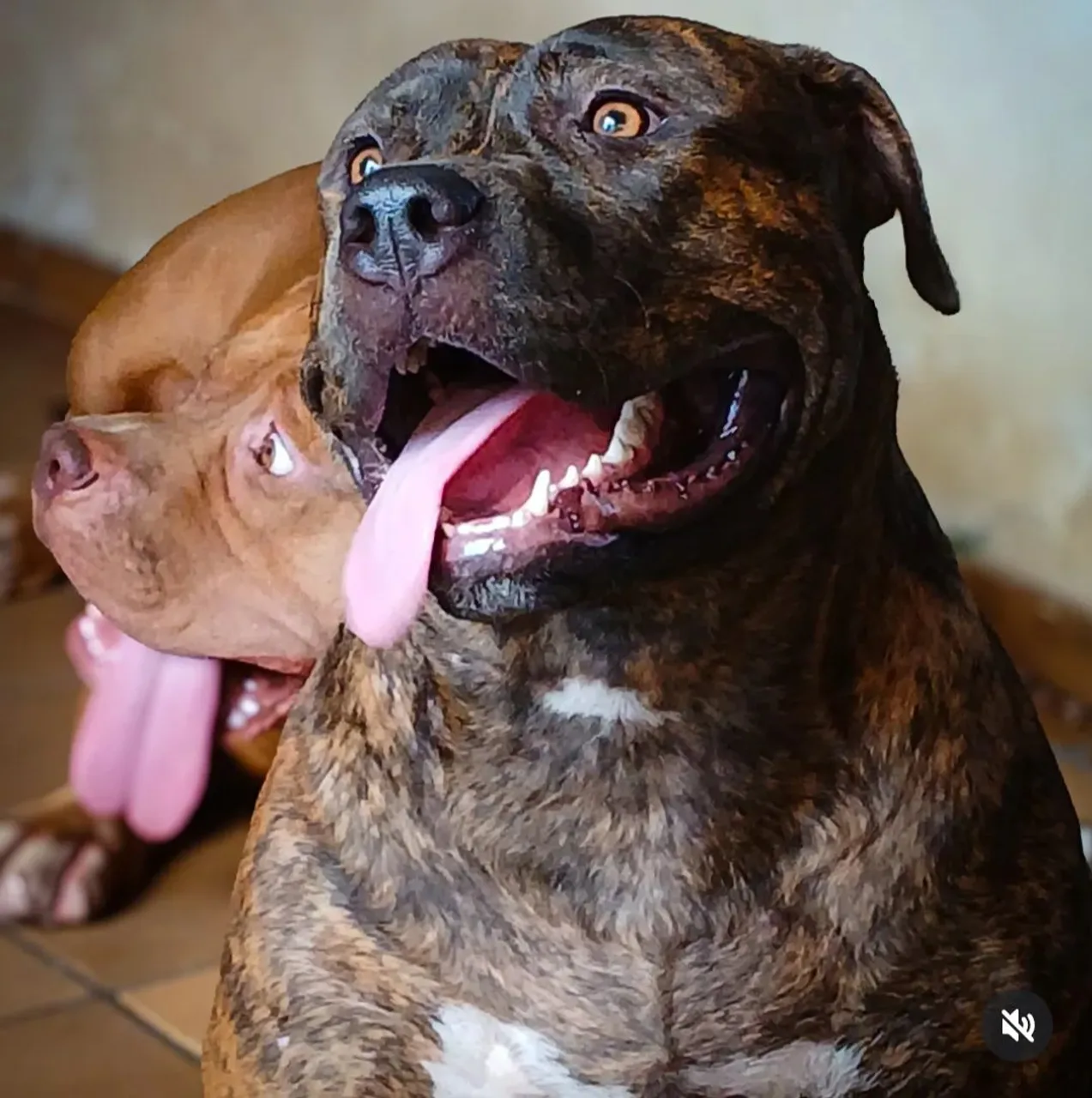 Pitmonster a venda!