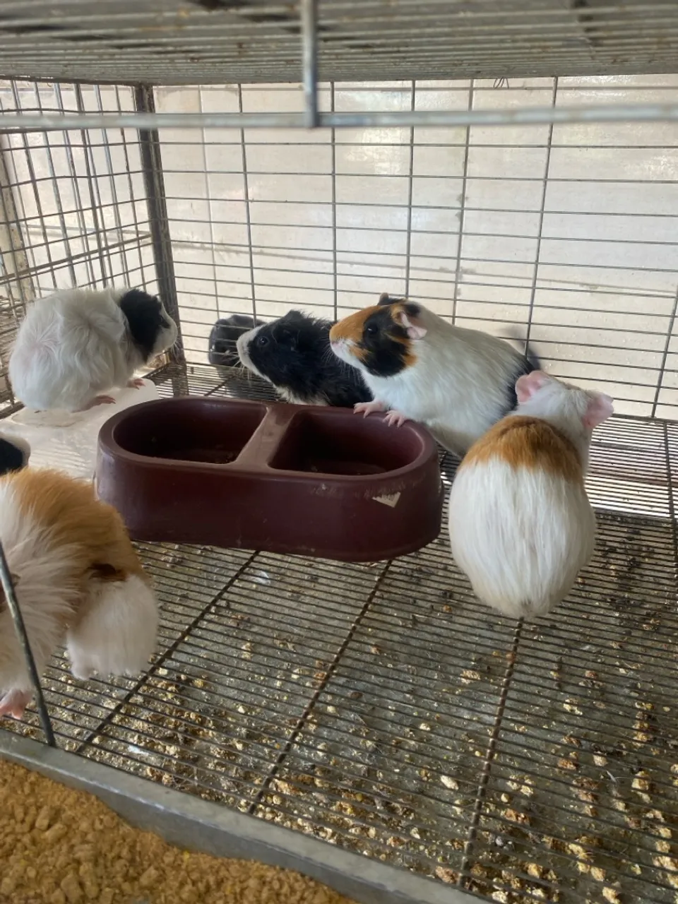 Porquinho da índia ou Prea