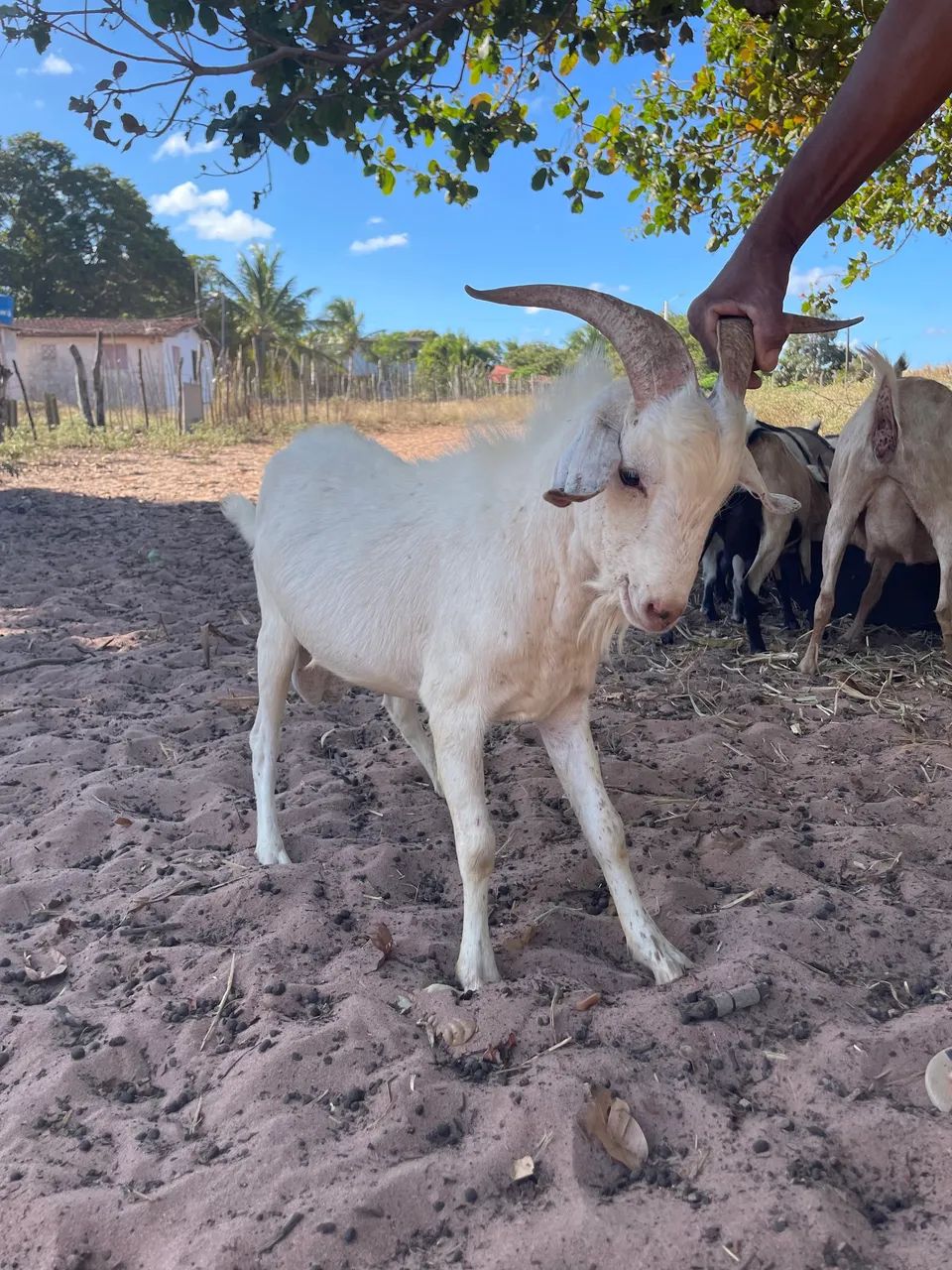 Vende-se bode Saanem  - Foto 2