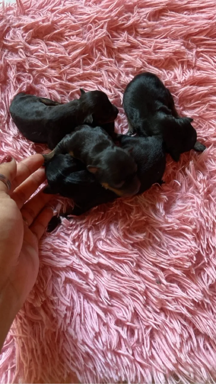 Pinscher minúsculos
