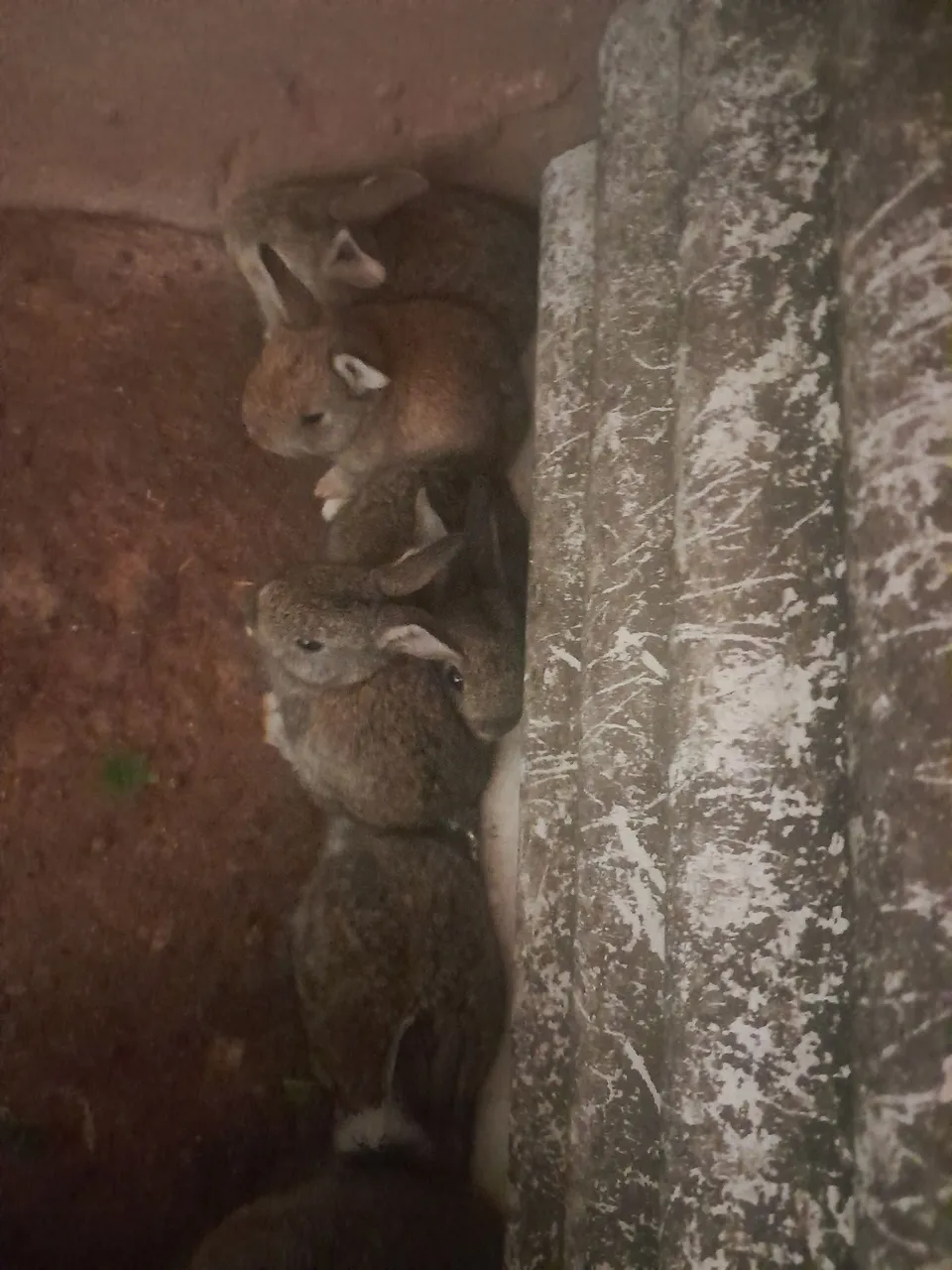 Filhotes de coelhos para venda