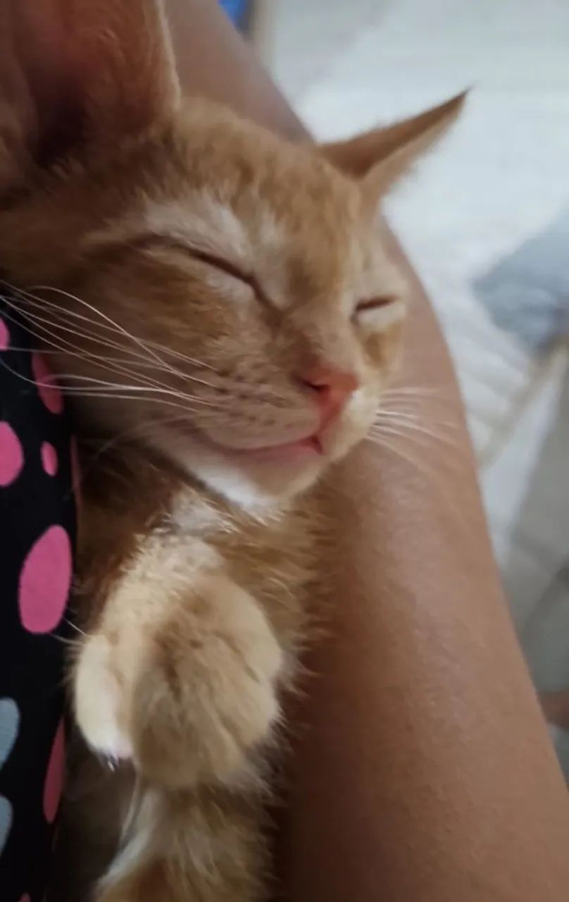 Gatinho Laranja para Adoção