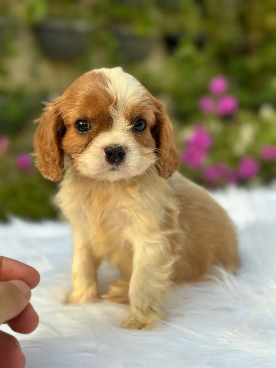 Filhotes de cavalier - Foto 2