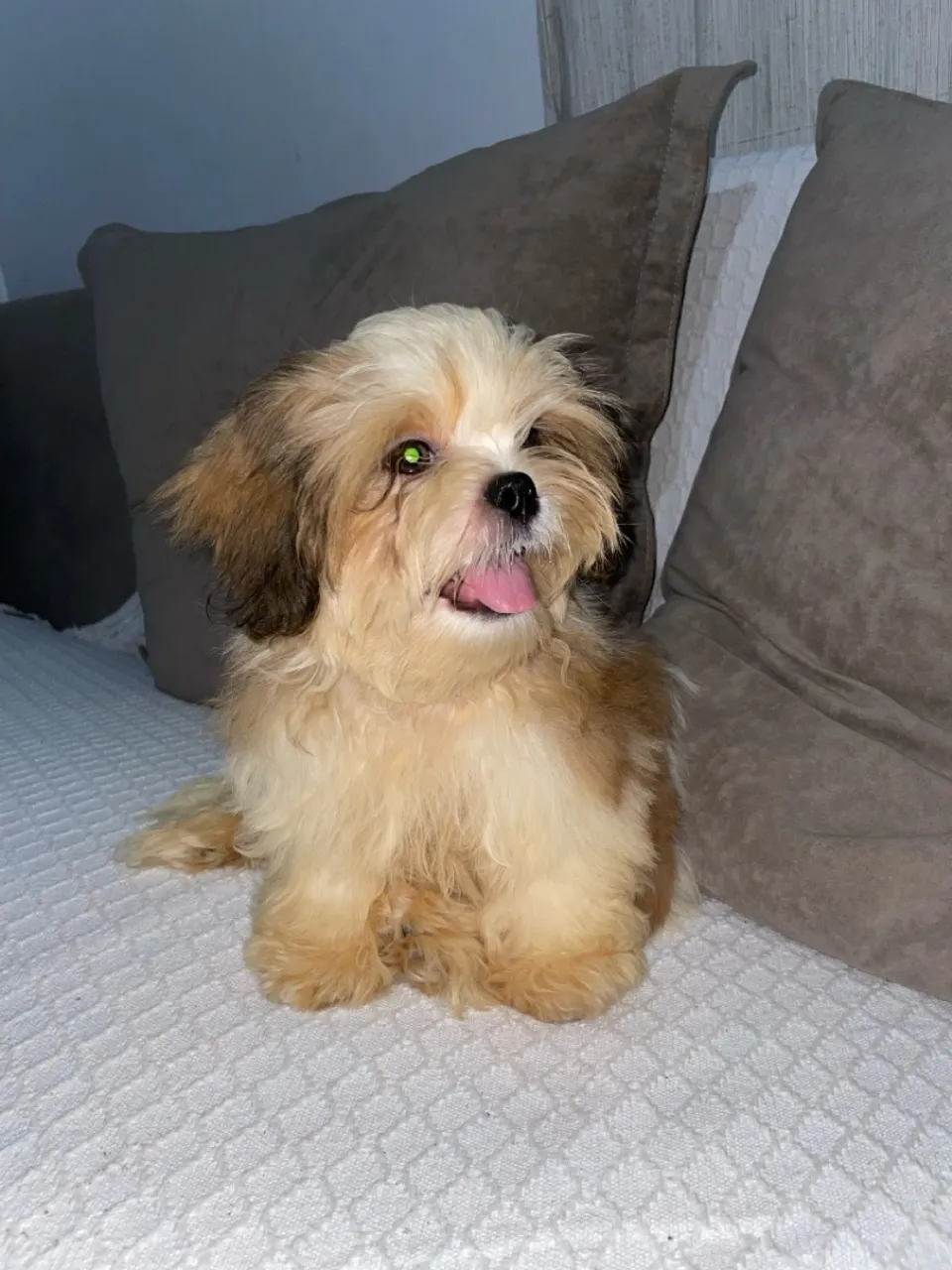 Filhote de shih tzu 
