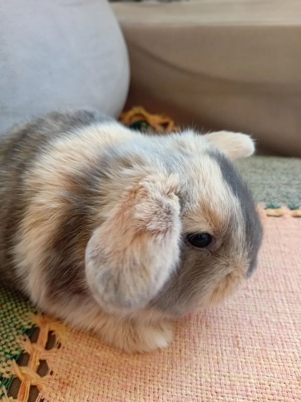 Mini lop  machinho 
