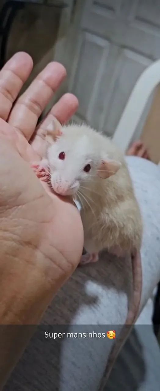 Rato Twitter para vender  - Foto 3