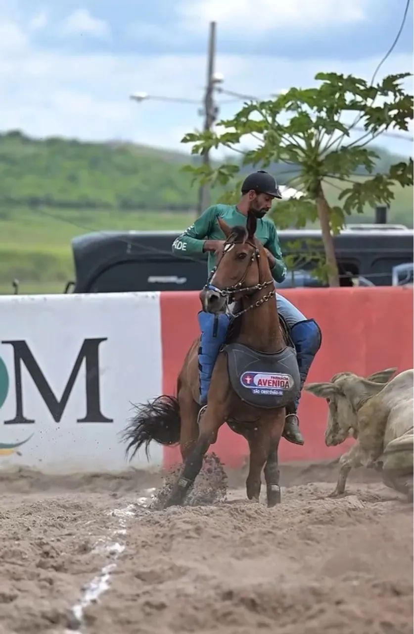 Égua craque na esteira* - Foto 5