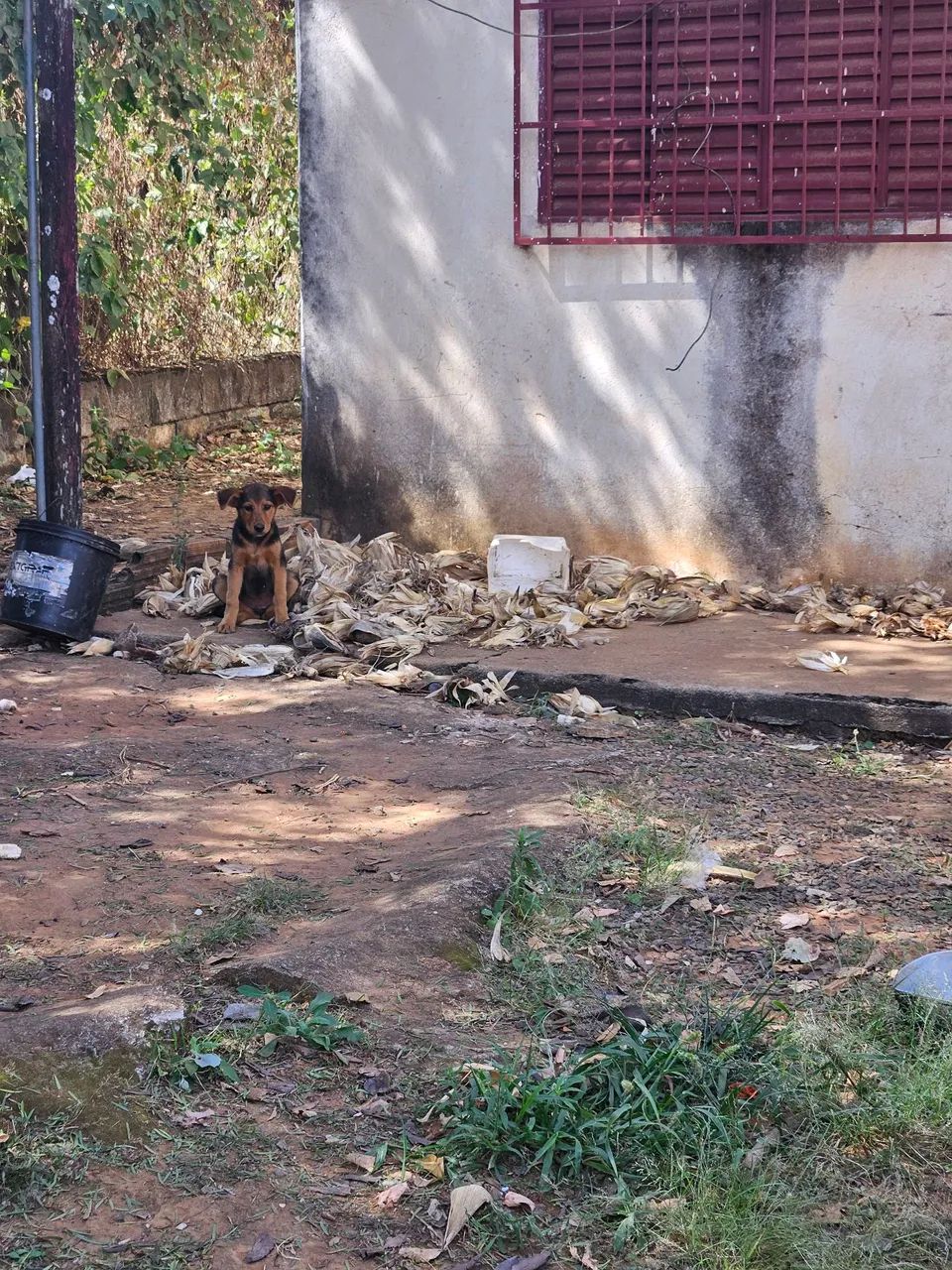 filhotes de cachorro para adoção - Foto 2