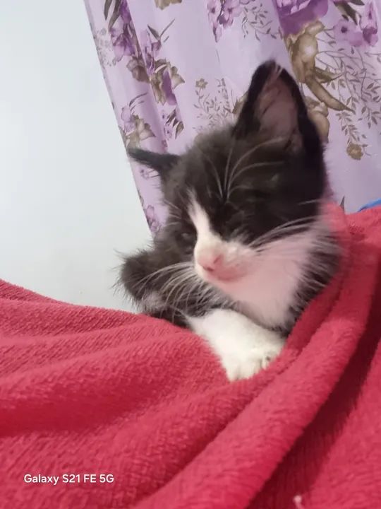 Gatinho preto e branco pra doação responsável - Foto 5