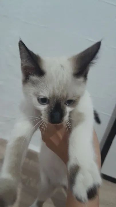 Fêmea disponível para adoção  - Foto 2