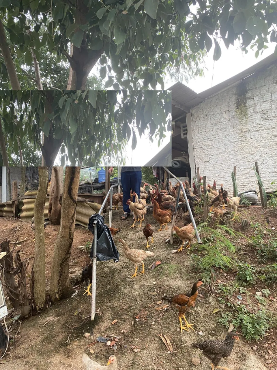 frango caipira