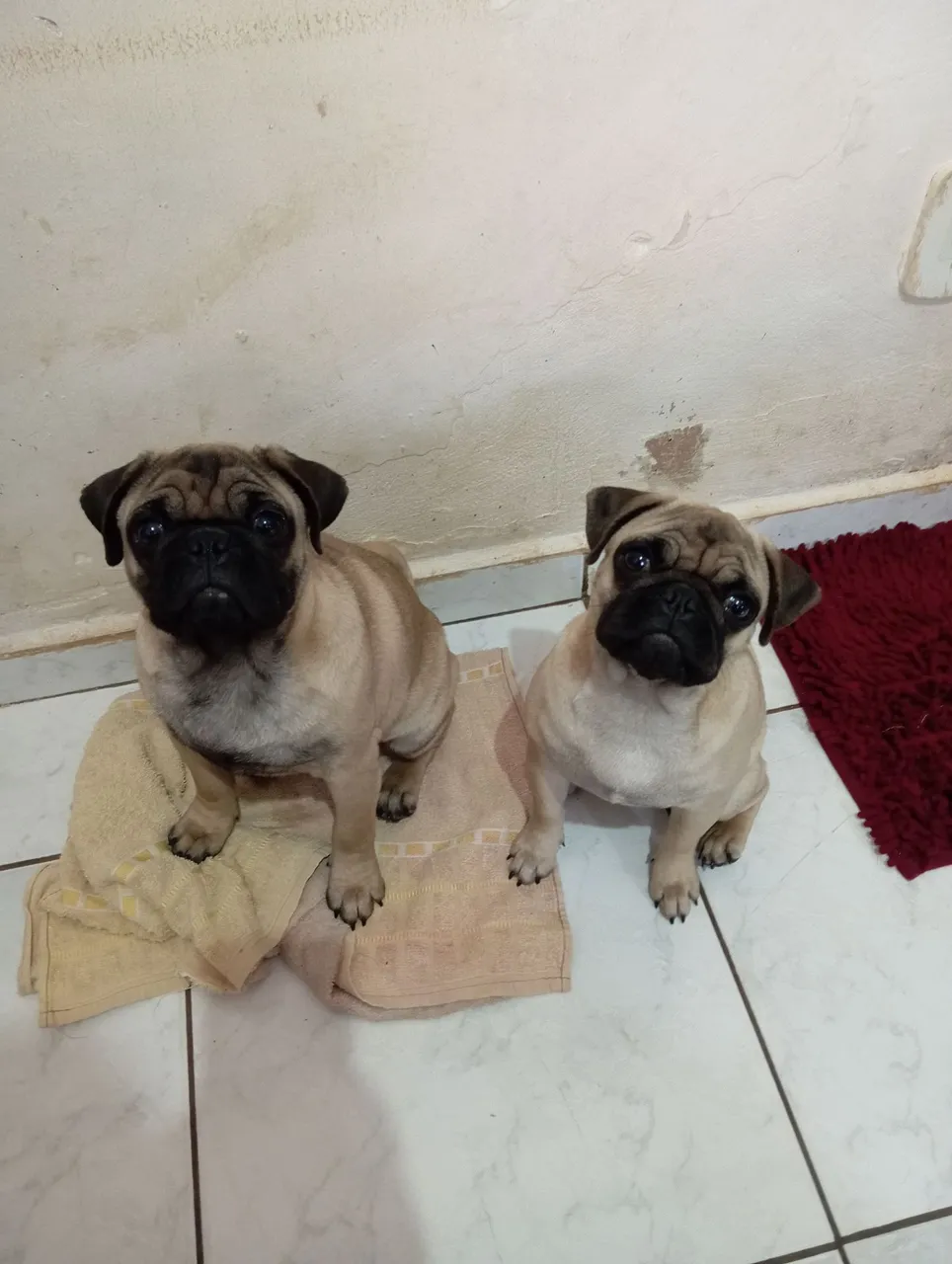 Filhotes de pug