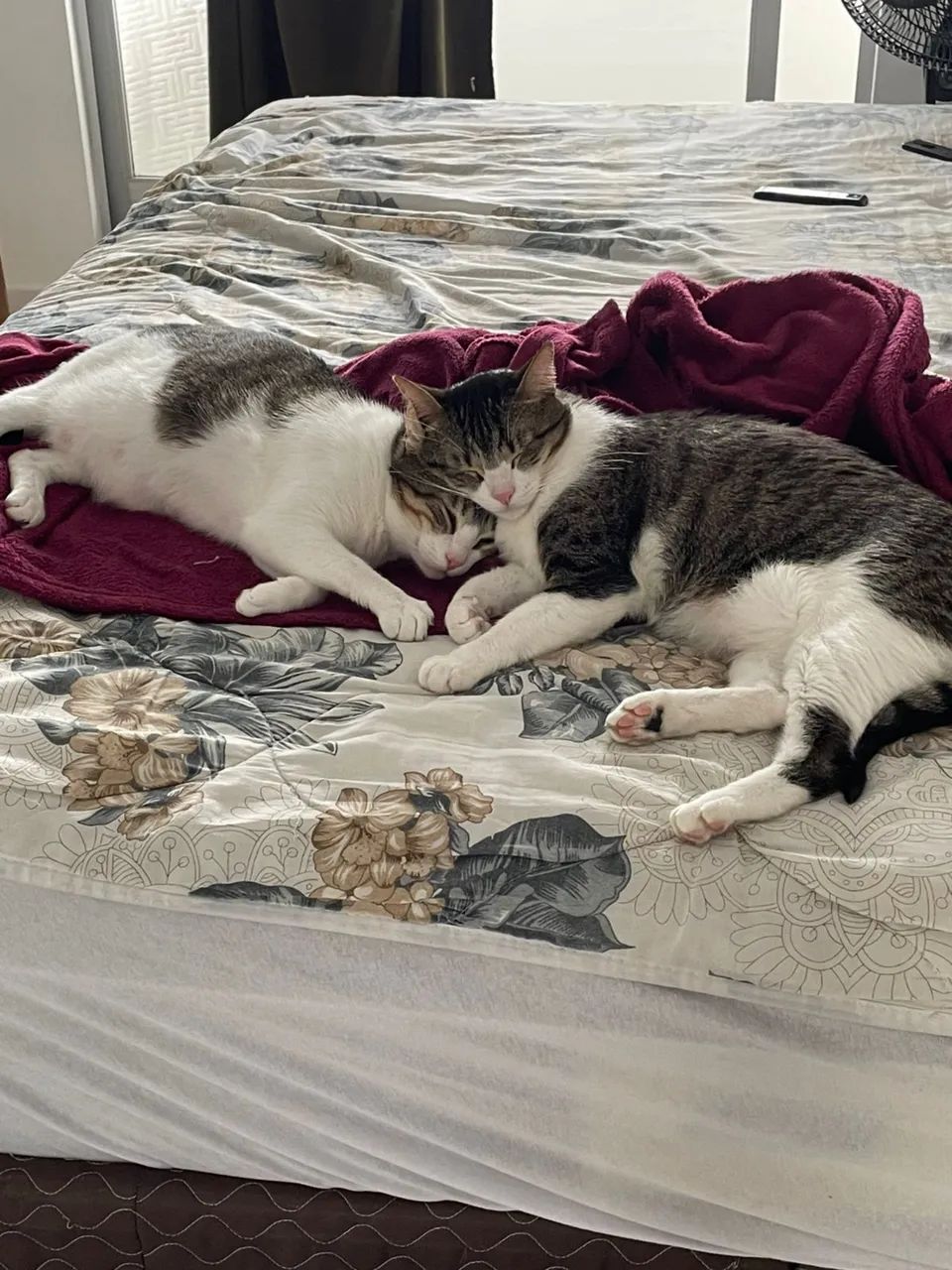 Gatinhas castradas, dóceis e prontas para um lar