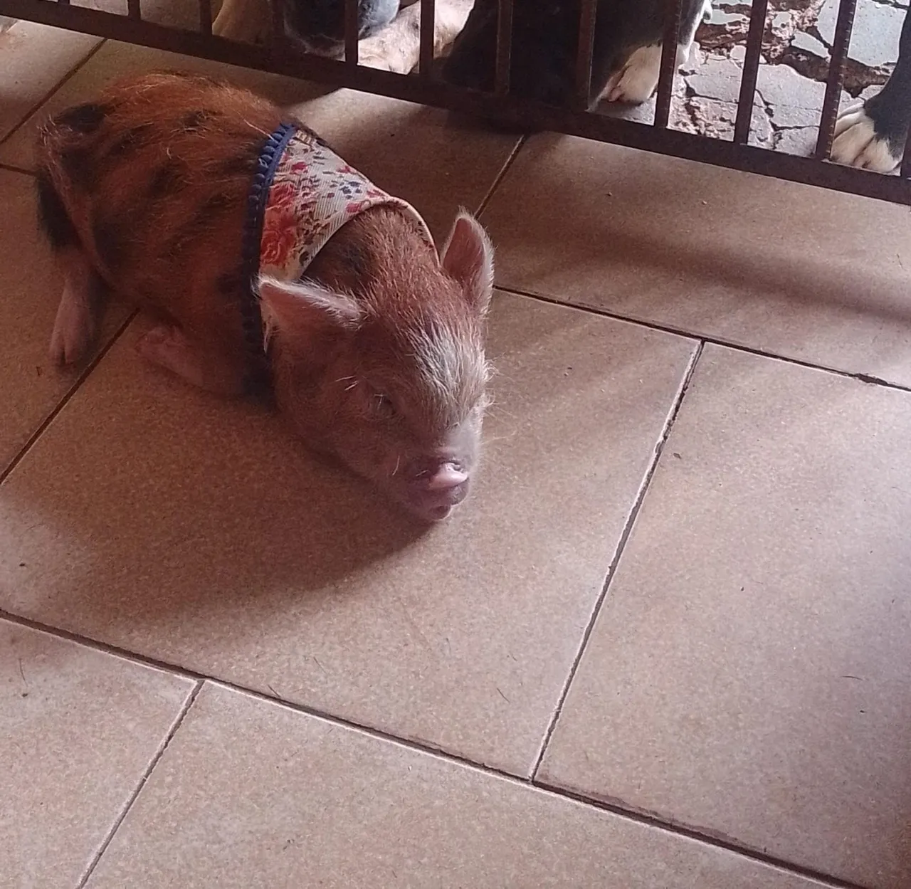 Mini pig