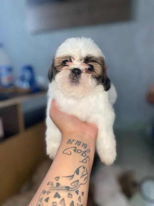 Filhote Shih Tzu - Fofo e Carinhoso - Foto 2