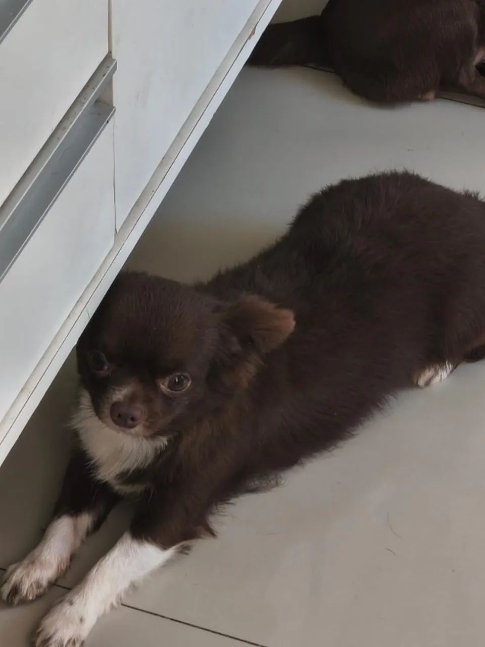 Chihuahua  Chocolate Pelo Longo Macho - Foto 2