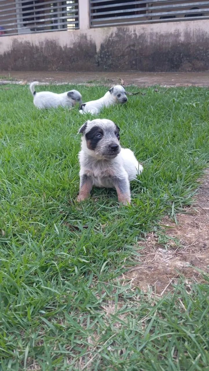 Filhotes de Blue Heeler  - Foto 2
