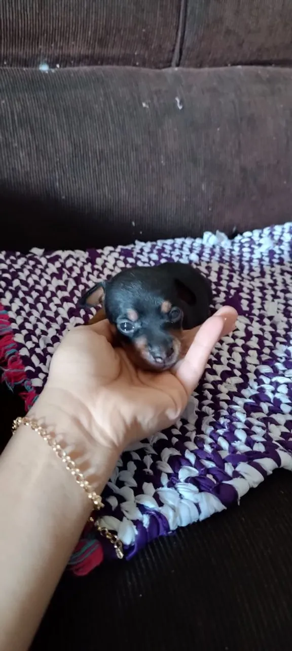 Filhote de Pinscher Miniatura