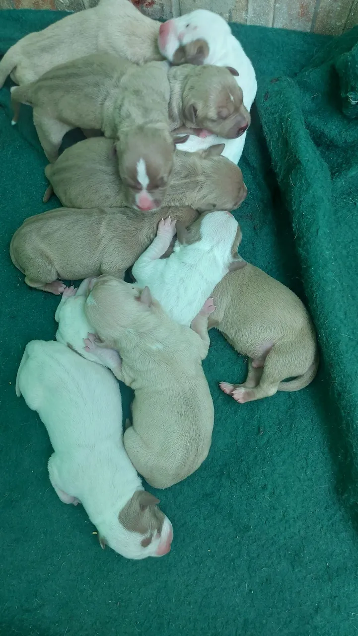 Filhotes de Pitbull disponíveis para venda
