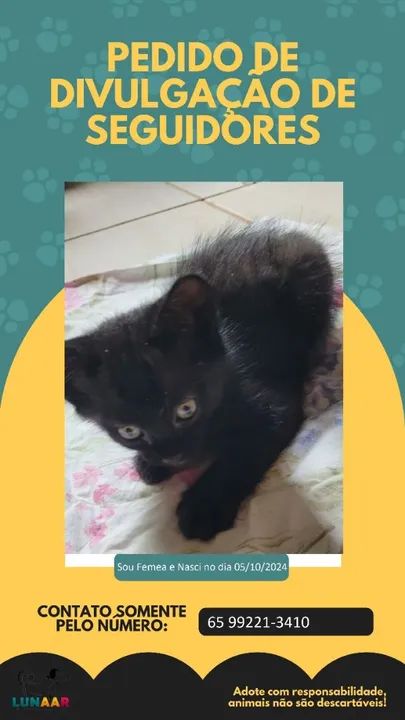 Lindos filhotes para adoção Responsável! - Foto 5