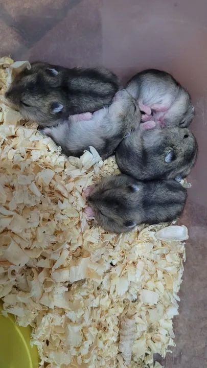 Hamster Anão russo filhotes  - Foto 3
