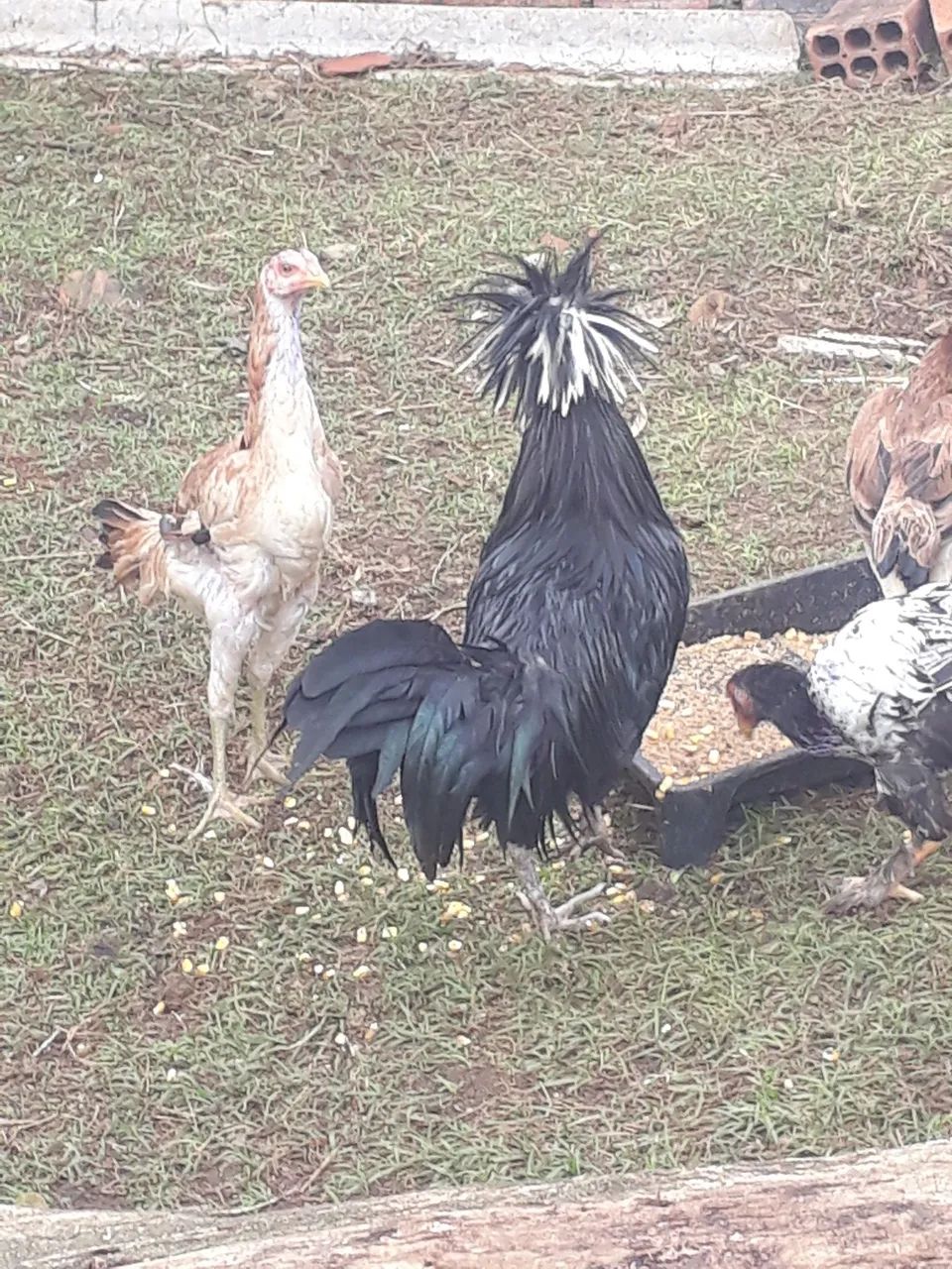 Galo preto polones 1 ano valor 100.reais aceito troca por galinha polonesa - Foto 2