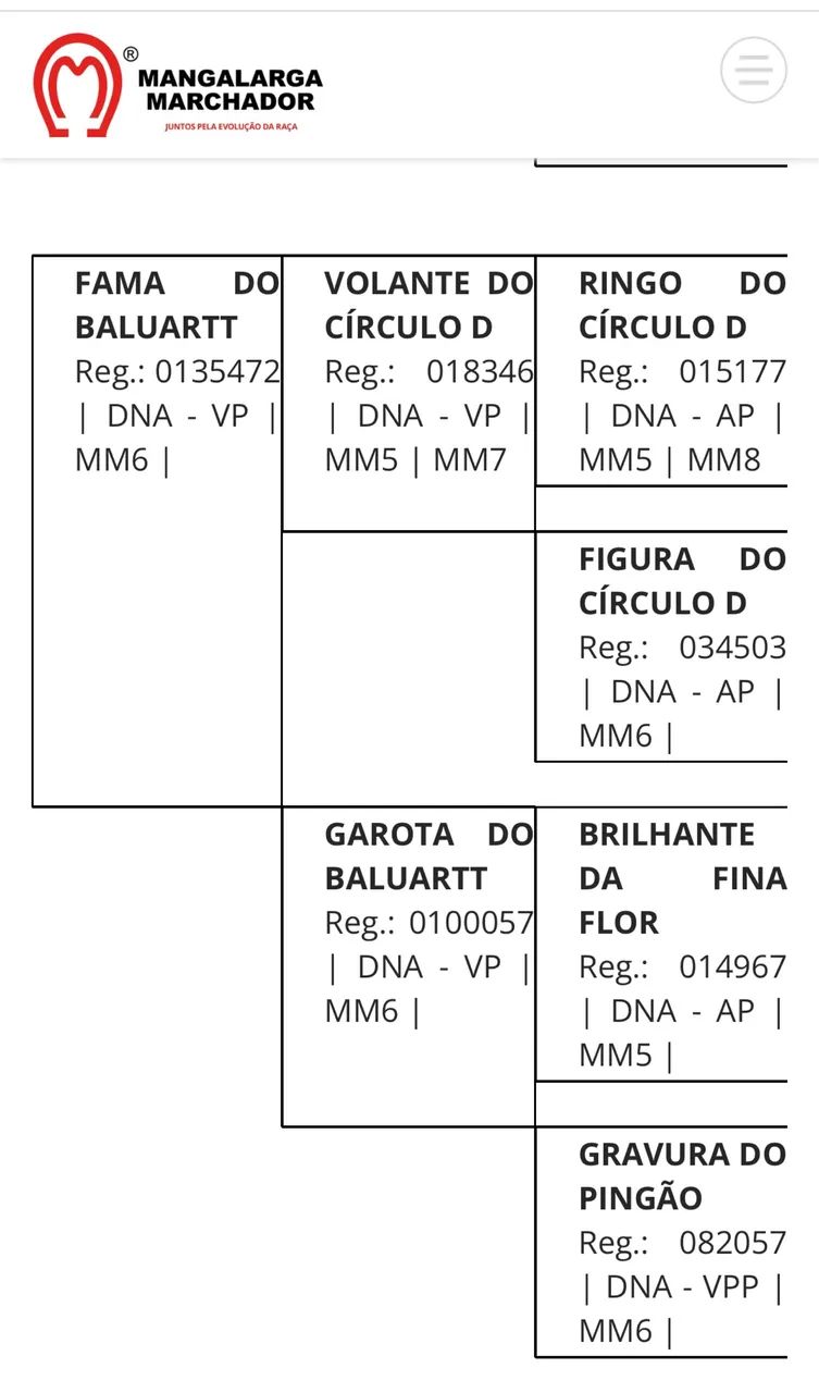 ÉGUA MANGALARGA MARAVILHOSA BATIDA - Foto 6
