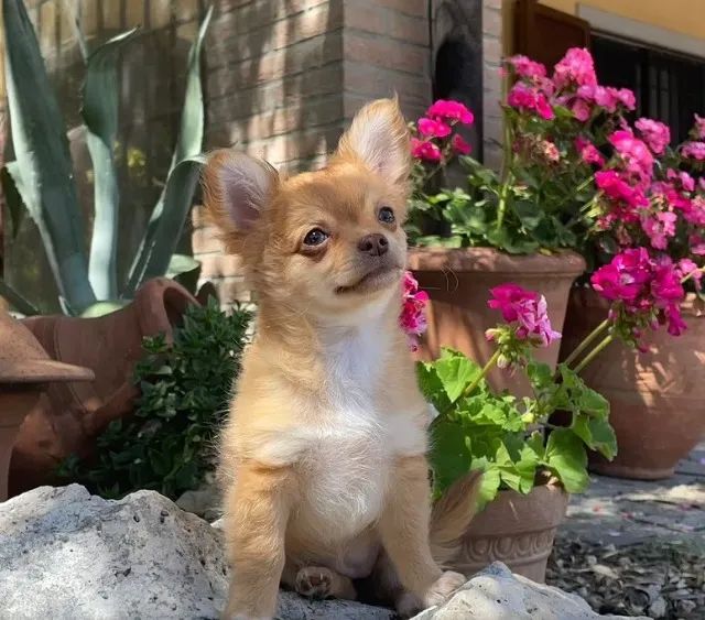 Chihuahuas machos e fêmeas, pelo curto e longo!!   A Elegância em Miniatura!
