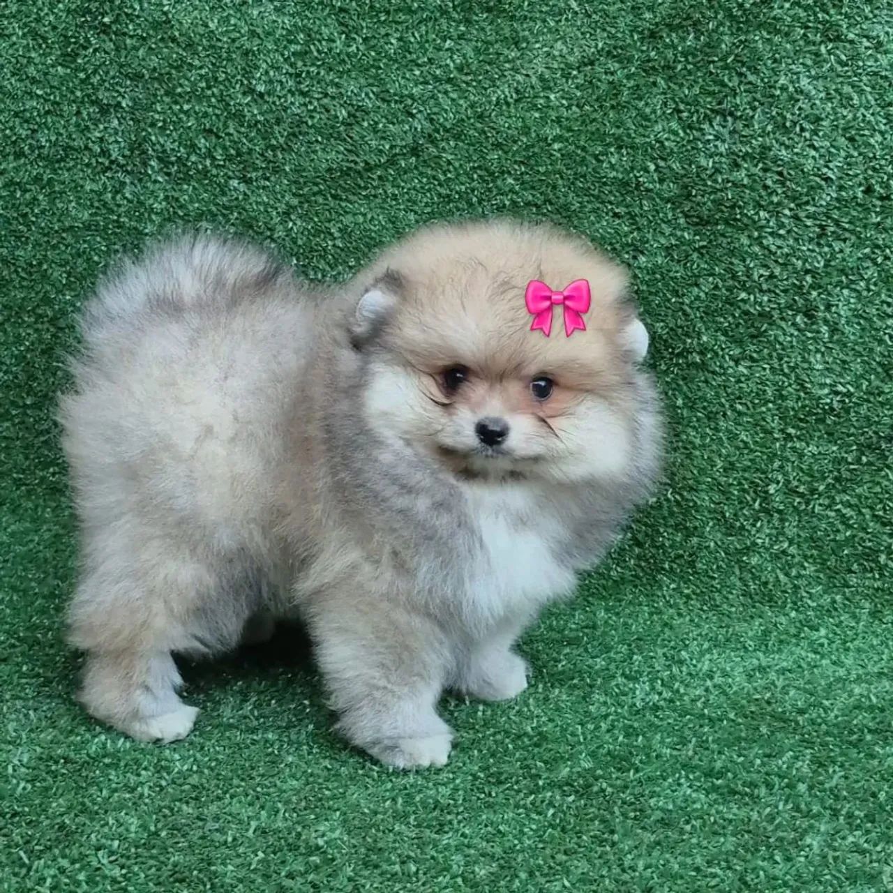 Spitz alemão/lulu da pomerania fêmea ursinha anã  - Foto 3