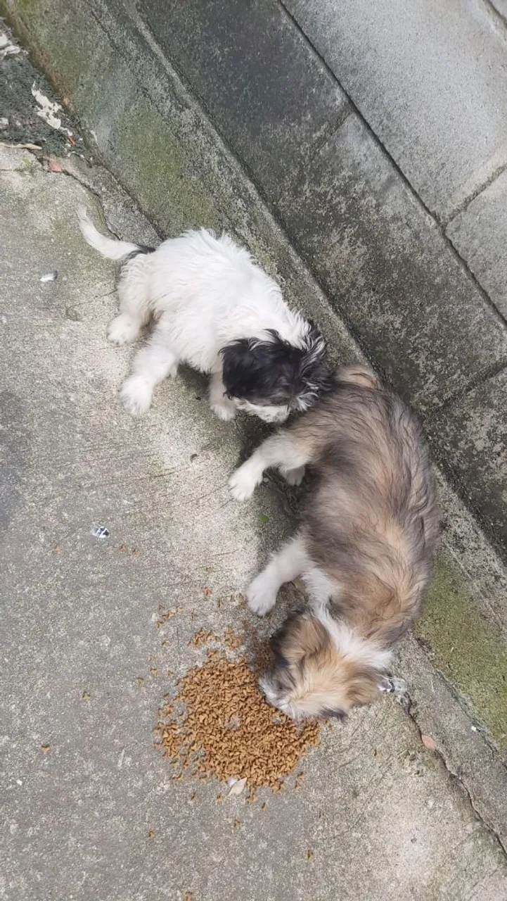 Esses dois lindos filhotes estão para doação