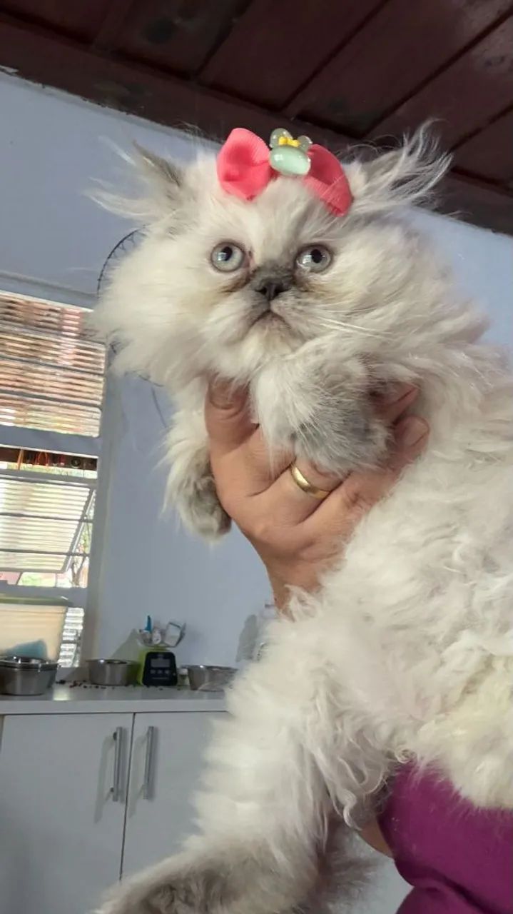 Gatinho Persa - Muito Fofo!IIdeal para casa pequena 