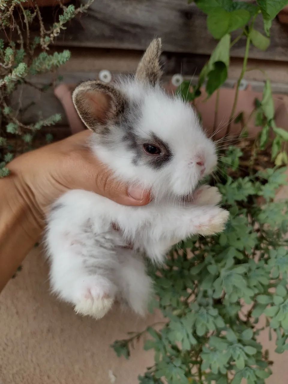 Ninhada mini Lion (reservas) - Foto 2