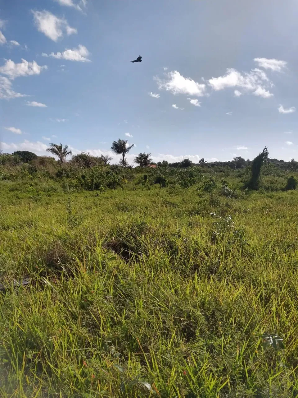 PRAIA DE PANAQUATIRA: Terreno a venda de 6.000 m2 Grande Ilha de São Luís