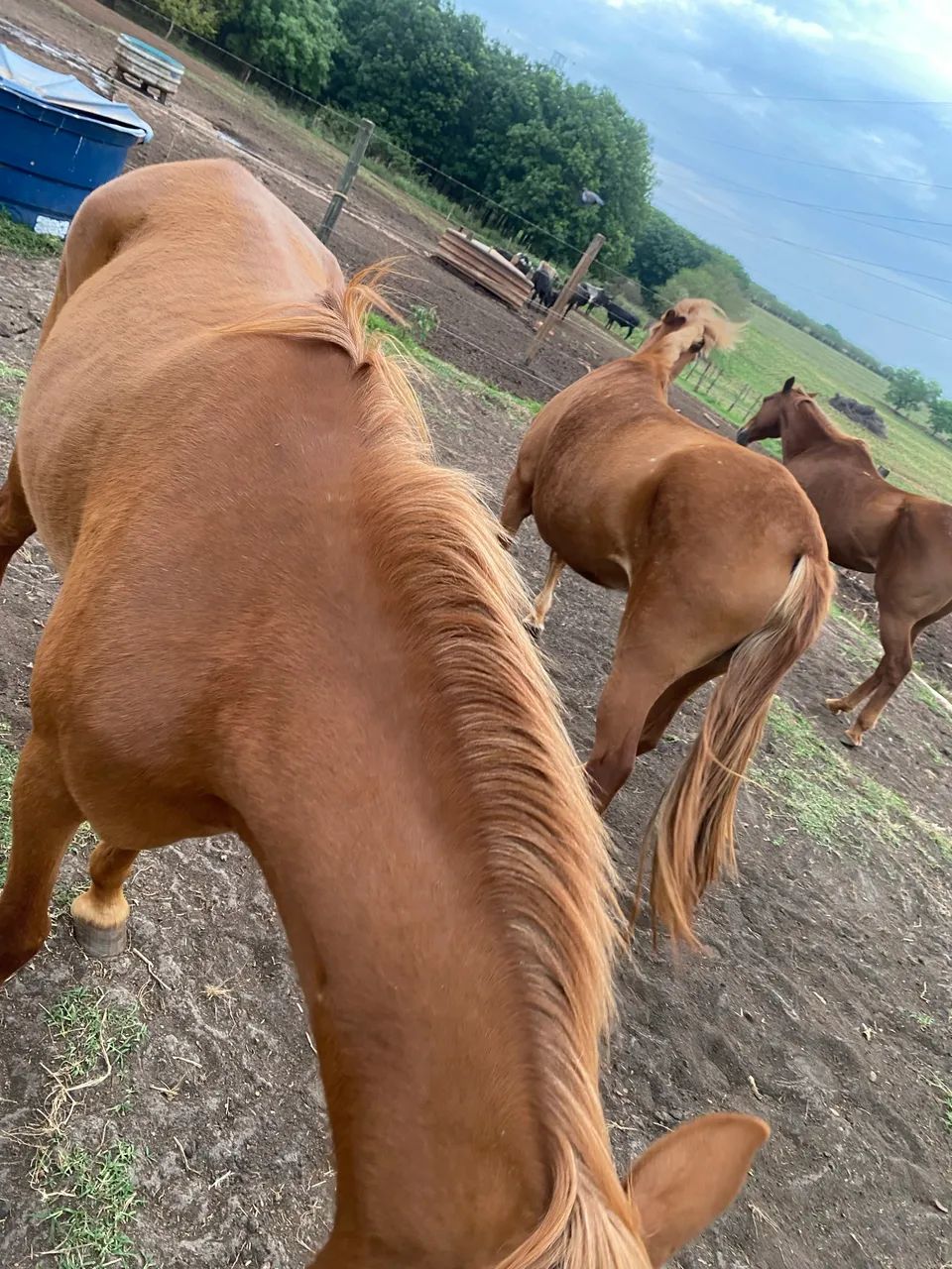 VENDO 2 ÉGUAS  - Foto 2