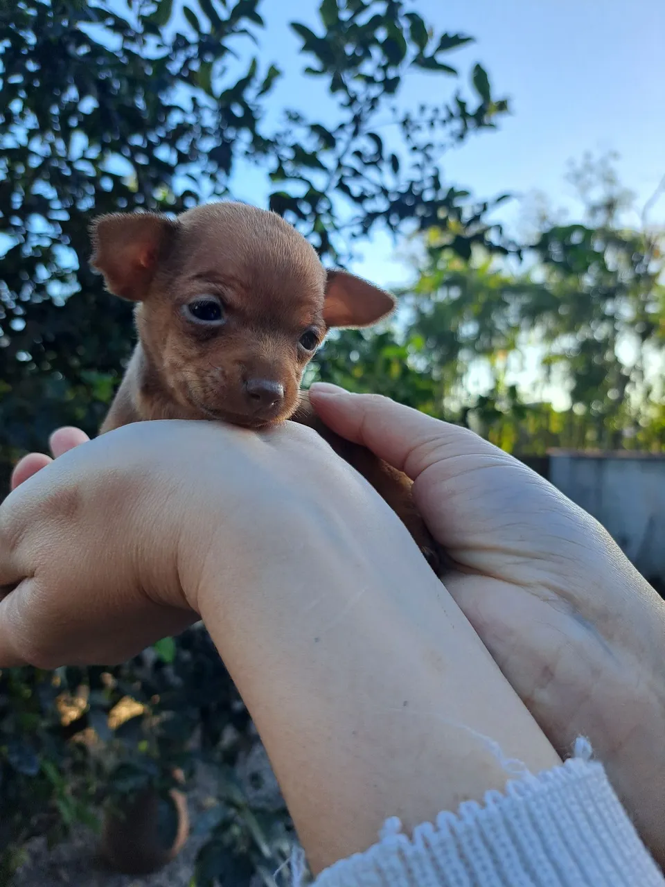 Filhotes femea de Pinscher