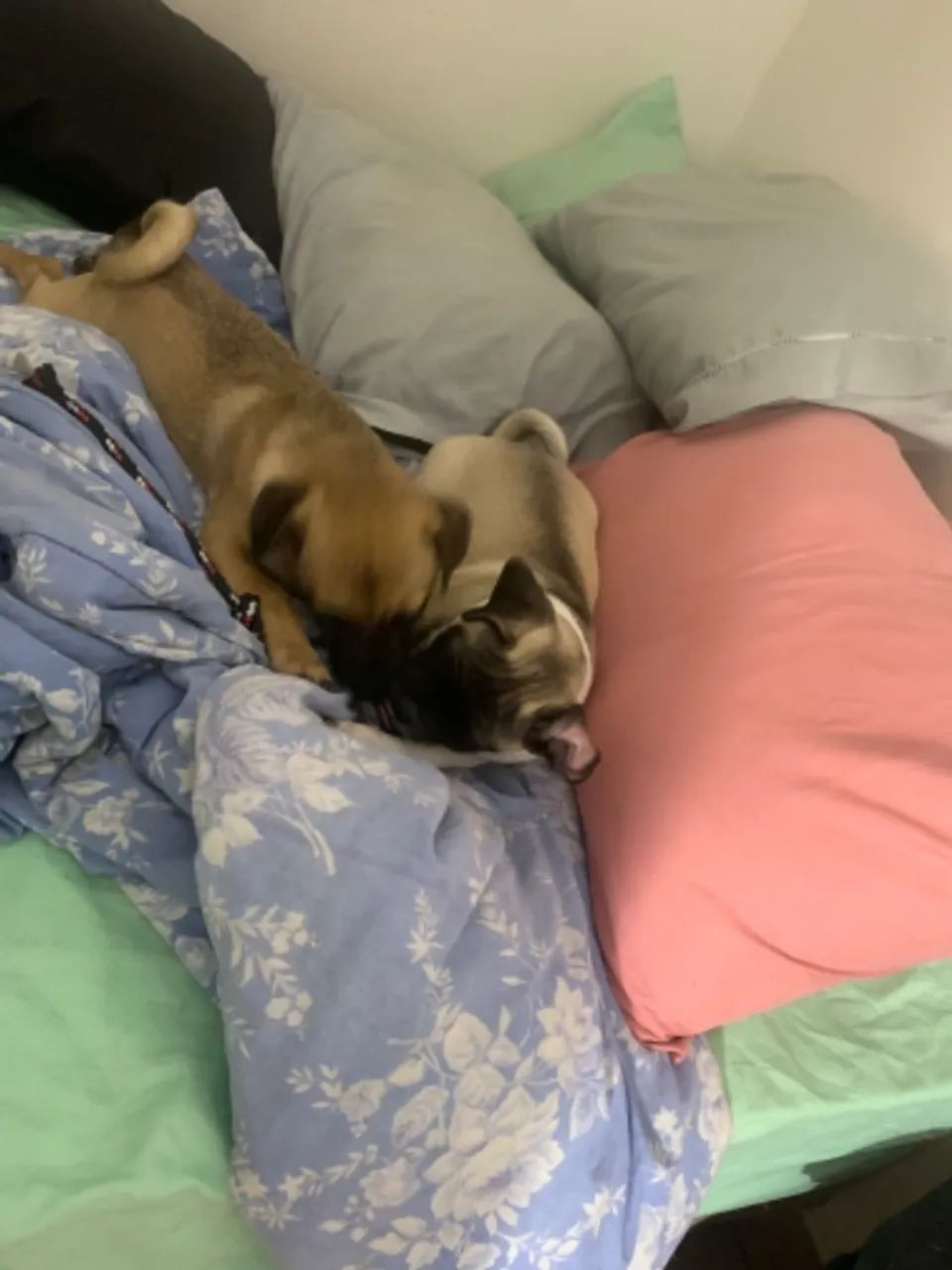 Doação de lindos filhotes raça pequena mistura de pug  - Foto 5