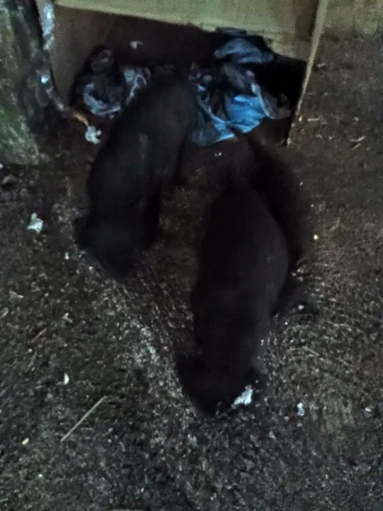 Filhotes de cachorro para adoção - Foto 4