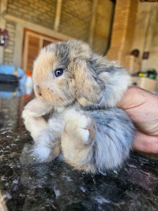 Coelho Mini Lop Uruguaio  (Filhotes) - Foto 4
