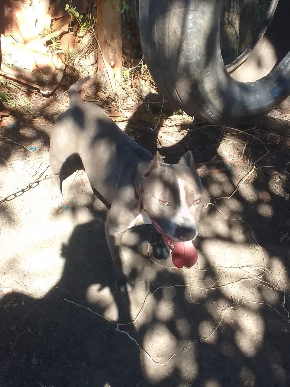 Pitbull disponível para cobertura