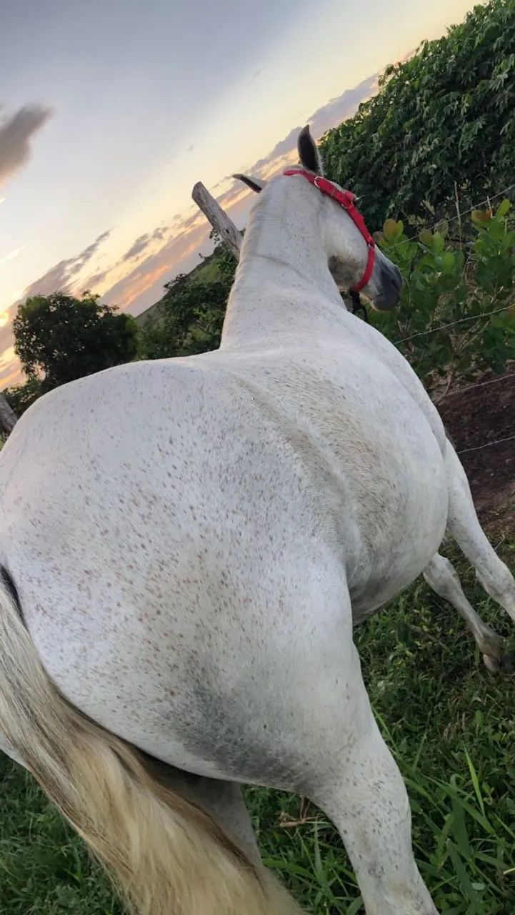 Egua mangalarga pra vender  - Foto 3