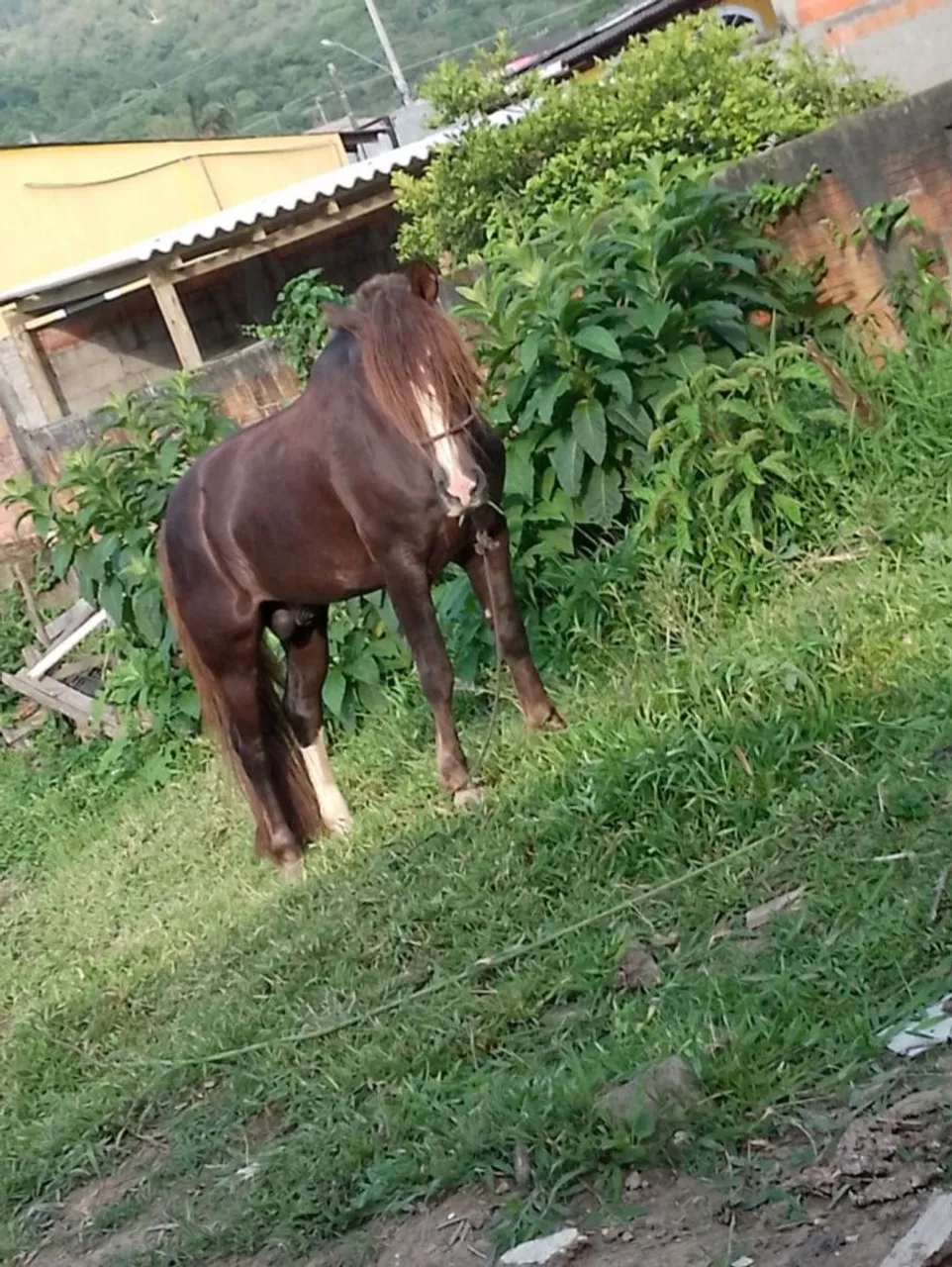 Vendo bagual