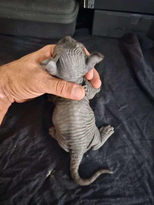 sphynx dwelf - Foto 5