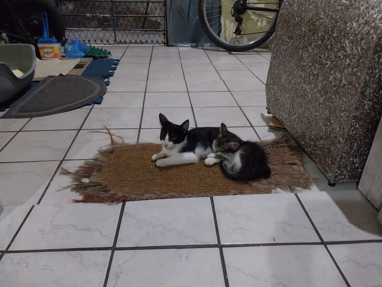 Gatinhas Amlie e Melissa para adoção! - Foto 3