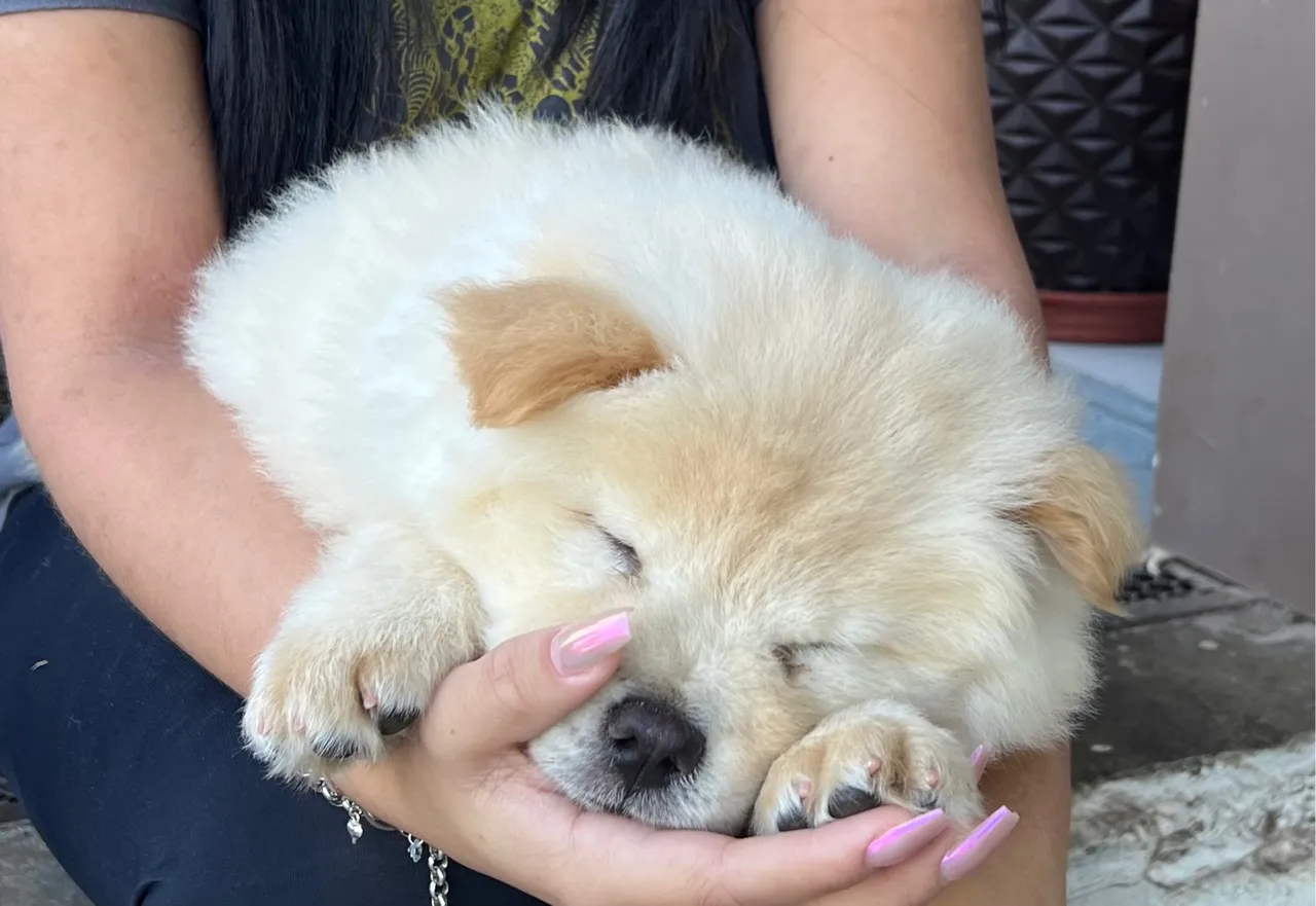 Vende se filhote de Chow-Chow
