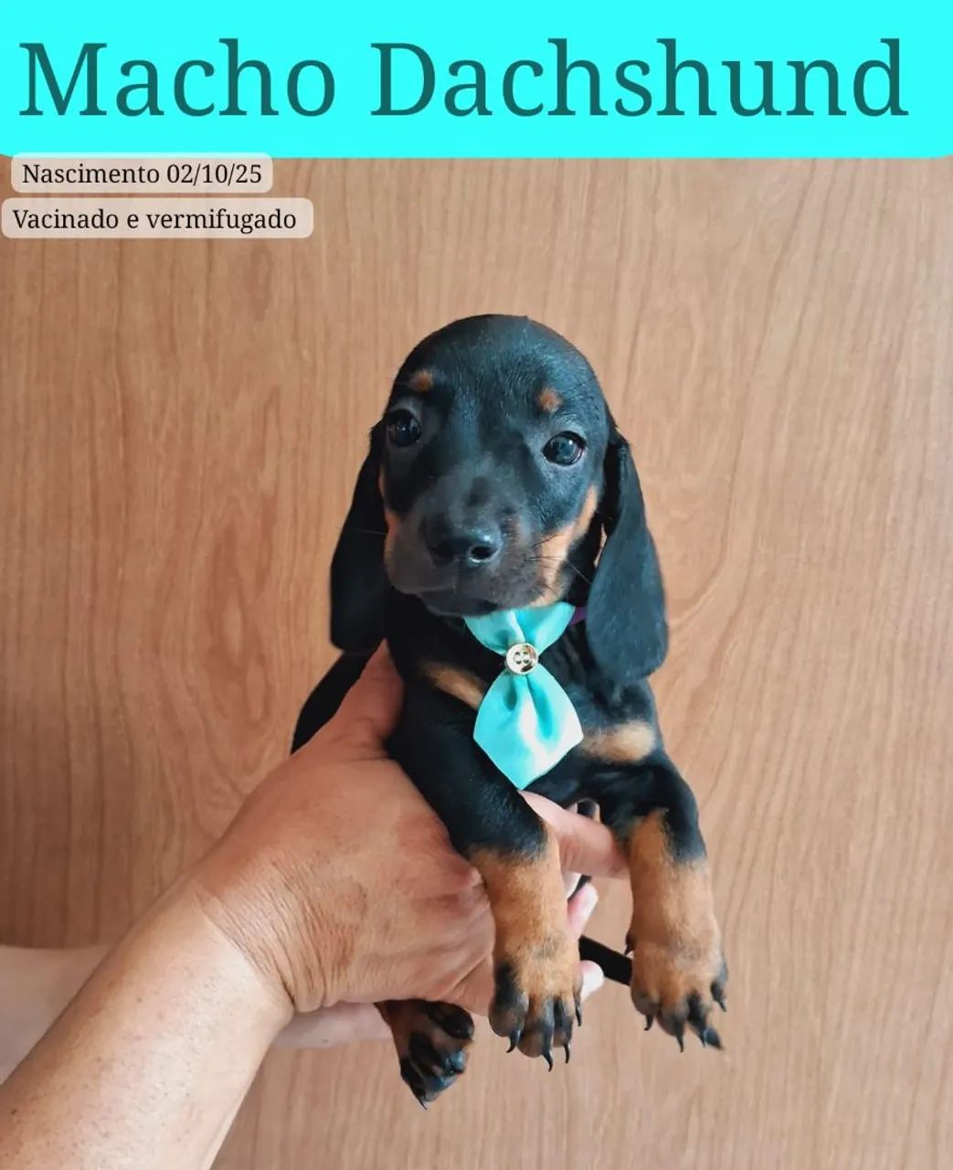 Basset macho  - Foto 3