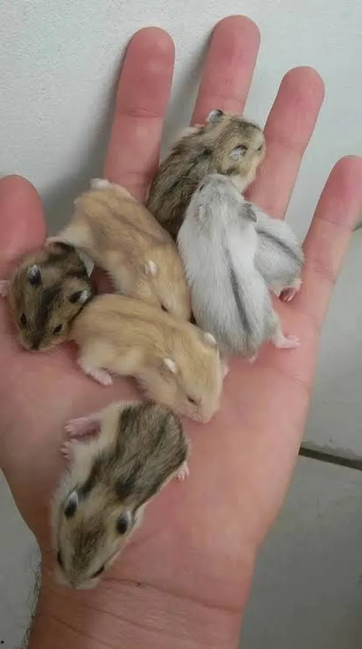 Hamster Anão Russo *