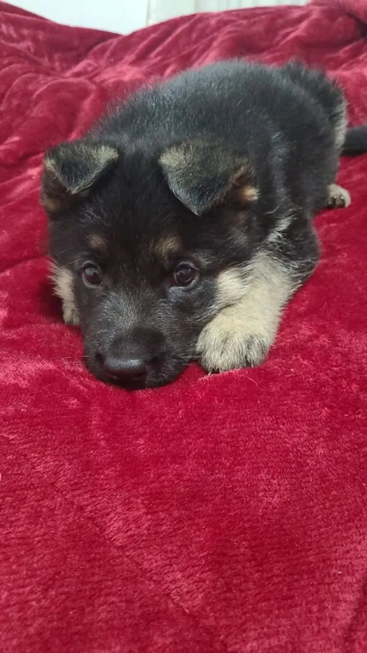 Filhote de Pastor Alemão - Fofura em 4 patas!  - Foto 2