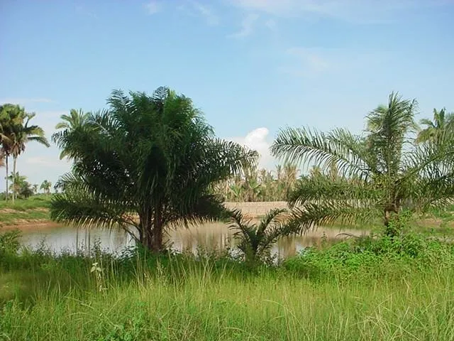 Vendo uma área de 11,1 hectares em Imperatriz (MA)